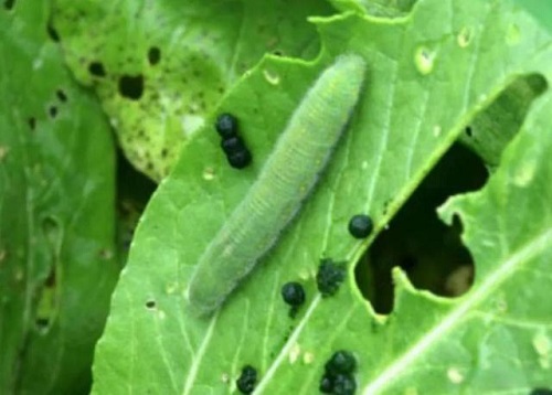 秋季蔬菜菜青虫的防治方法与技巧