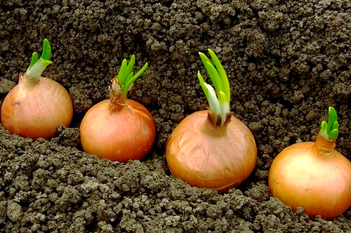 种植洋葱的移栽技术要点与操作方法