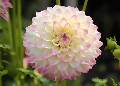 大丽花叶子蔫了怎么办？教你解决方法！