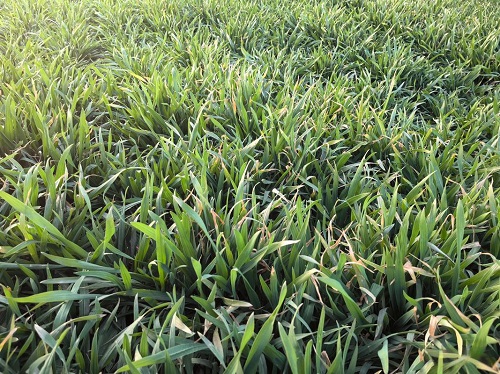 空心菜割掉一茬后应施什么肥？