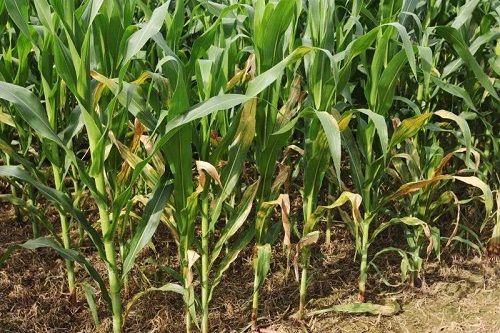 2025年黄淮海夏玉米冬小麦“双晚”栽培技术指导意见