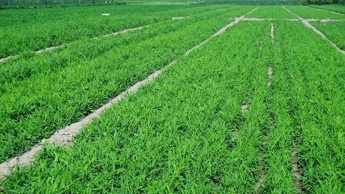 柑橘秋稍期科学管理方法与技巧