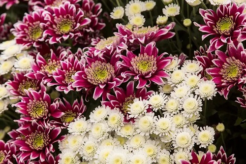 菊花的栽培方法与养护技巧全解析