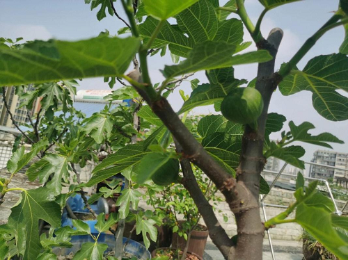 无花果阳台栽培方法详解与技巧分享