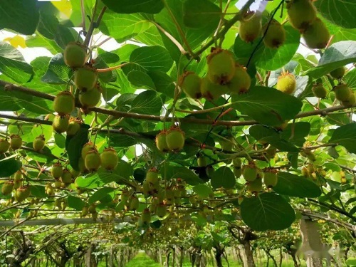 猕猴桃采摘后管理不可忽视，科学养护促树势恢复