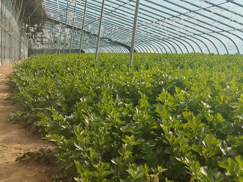 阴雨天气下如何保障田间蔬菜稳产？