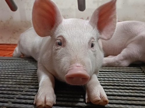 水稻养殖对虾技术的创新与应用