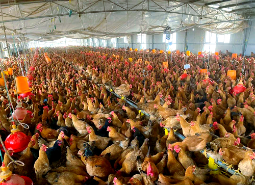 冬季鸡低温病防治方法有哪些？