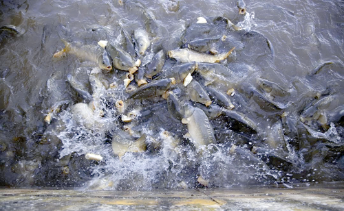 冬季预防鱼缺氧，保障鱼类健康生长