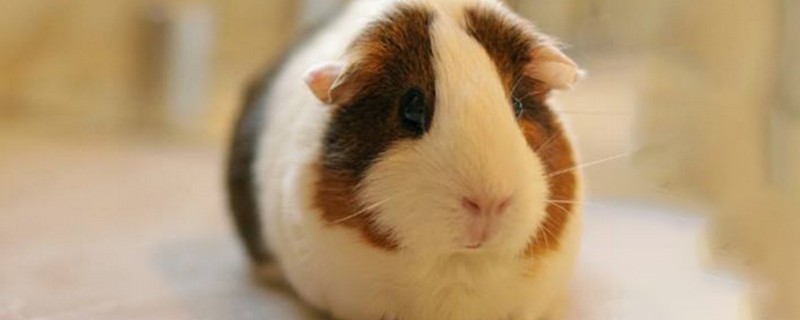 春兰的必养品种，推荐宋梅、贺神梅等