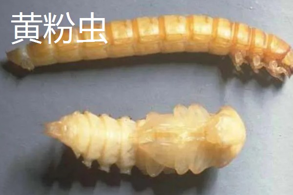 春兰的必养品种，推荐宋梅、贺神梅等