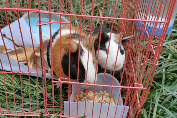 春兰的必养品种，推荐宋梅、贺神梅等