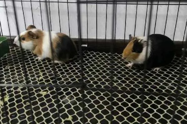 春兰的必养品种，推荐宋梅、贺神梅等