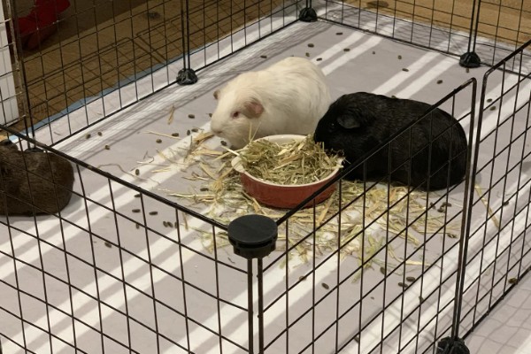 黄瓜的种类，分为刺黄瓜、鞭黄瓜和秋黄瓜三种