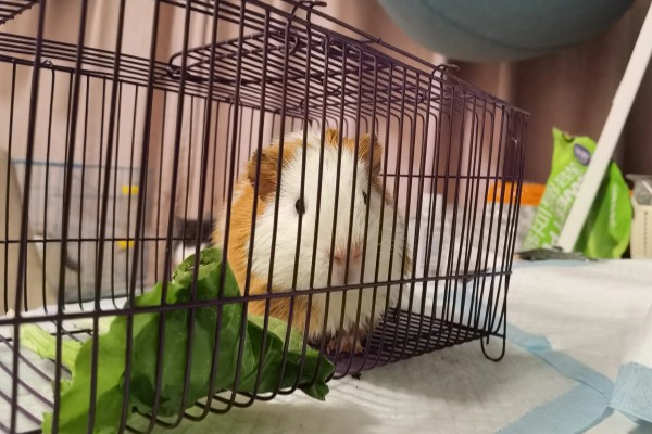 黄瓜的种类，分为刺黄瓜、鞭黄瓜和秋黄瓜三种