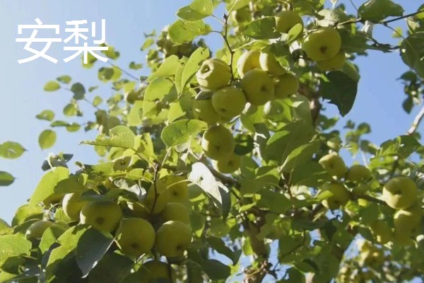 黄瓜的种类，分为刺黄瓜、鞭黄瓜和秋黄瓜三种