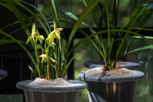 黄瓜的种类，分为刺黄瓜、鞭黄瓜和秋黄瓜三种