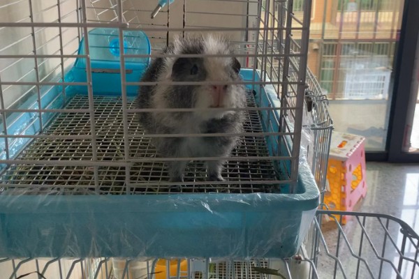 黄瓜的种类，分为刺黄瓜、鞭黄瓜和秋黄瓜三种