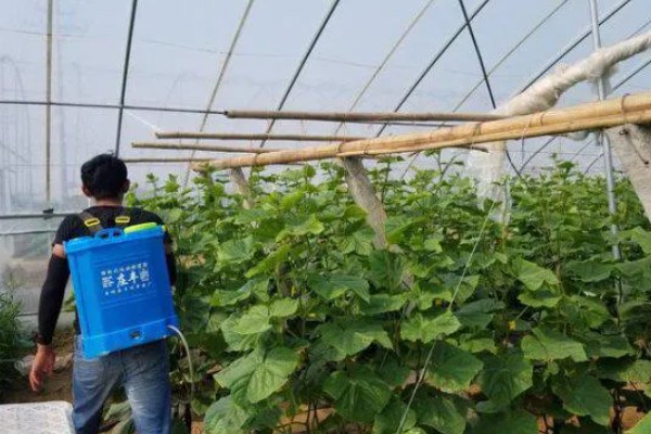 黄瓜的种类，分为刺黄瓜、鞭黄瓜和秋黄瓜三种