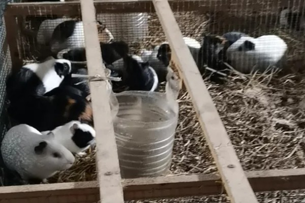 北方能种什么品种的梨，推荐白梨、花盖梨等