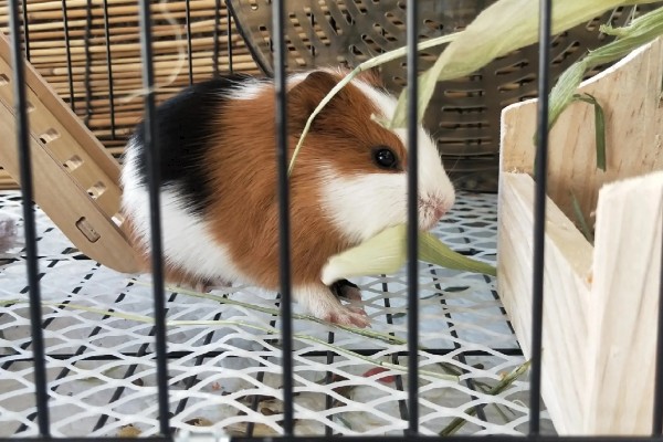 北方能种什么品种的梨，推荐白梨、花盖梨等