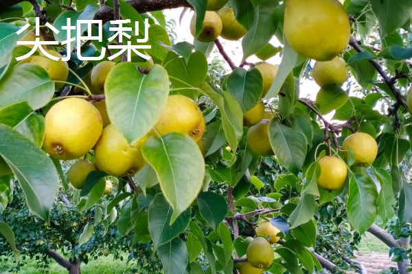 北方能种什么品种的梨，推荐白梨、花盖梨等