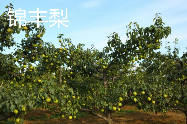 北方能种什么品种的梨，推荐白梨、花盖梨等