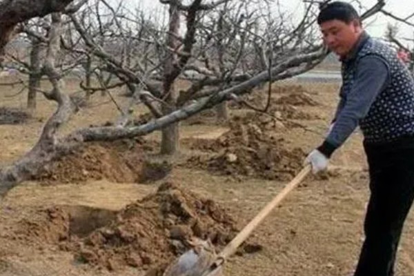 北方能种什么品种的梨，推荐白梨、花盖梨等