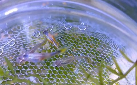 对虾和基围虾的区别是什么，种属与外形均有差异