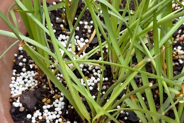 白条鱼和麦穗鱼的区别，科属和形态特征均不同