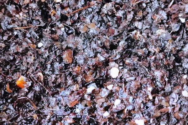 早玉米在什么时候种，南方地区在清明前后栽种