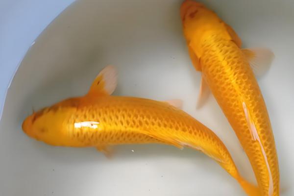 君子兰夹箭的含义，指在抽箭时箭杆抽不出