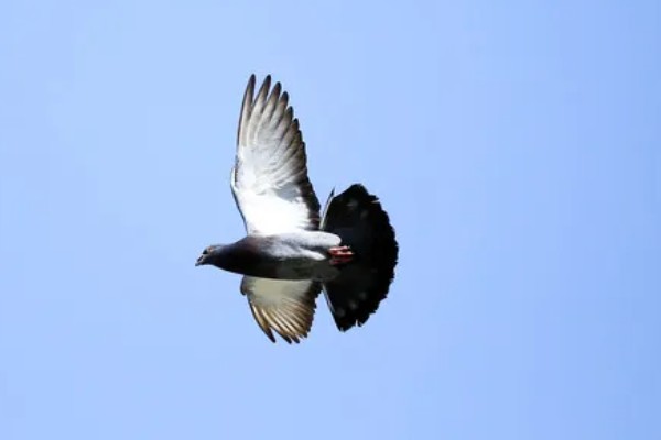 君子兰夹箭的含义，指在抽箭时箭杆抽不出