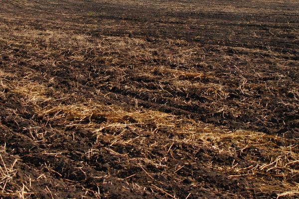 泛玉298D玉米种子特点，亚洲玉米螟一般不需防治