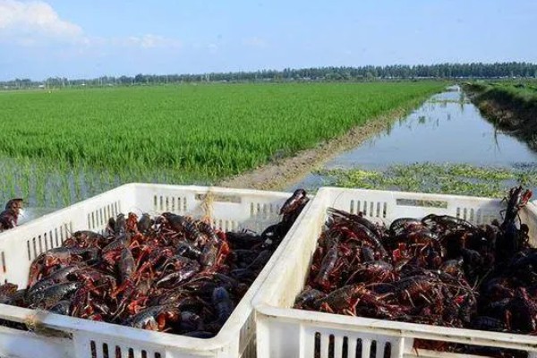 鸽子飞走了多少天能回来，一般在当天或者隔天回来