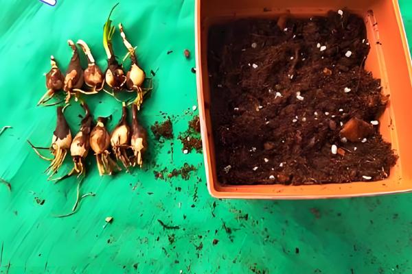 桂玉馨香水稻品种的特性，每亩大田用种量0～5公斤