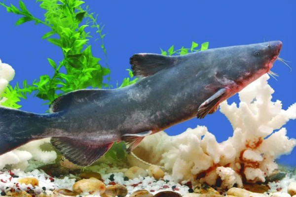 必祥199D玉米品种的特性，亚洲玉米螟一般不需防治