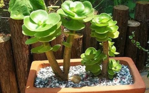 金鱼吊兰受冻后修剪并喷施多菌灵处理方法