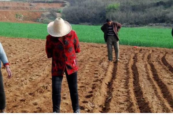 金鱼吊兰受冻如何处理，修剪后再喷施多菌灵