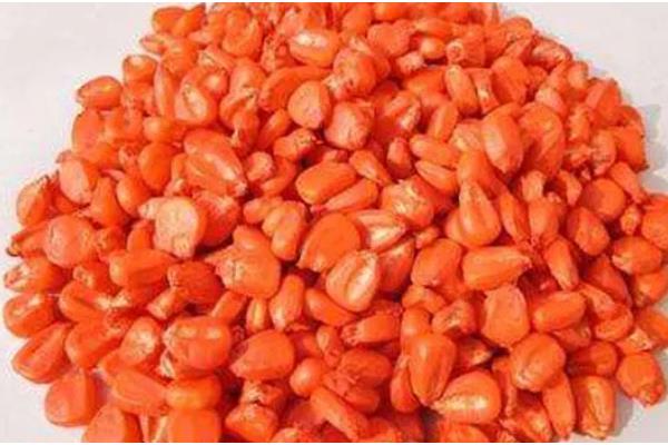 金鱼吊兰受冻如何处理，修剪后再喷施多菌灵