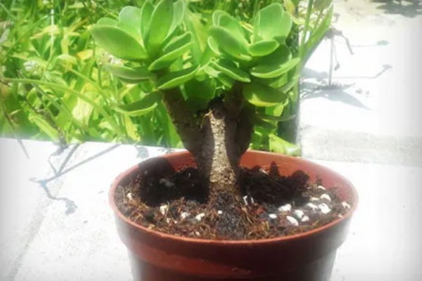 如何判断金钱木要浇水，可观察土壤、叶片等