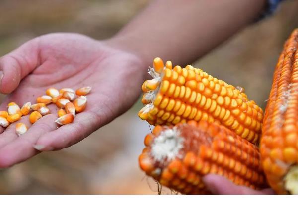 50亩苗圃的成本，第1年的总成本为15万元左右