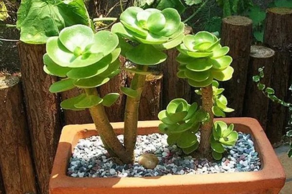 惠民207R玉米种子介绍，叶片和雌穗的抗性水平均为高抗