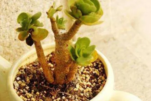 东单507D玉米品种的特性，高抗禾谷镰孢茎腐病