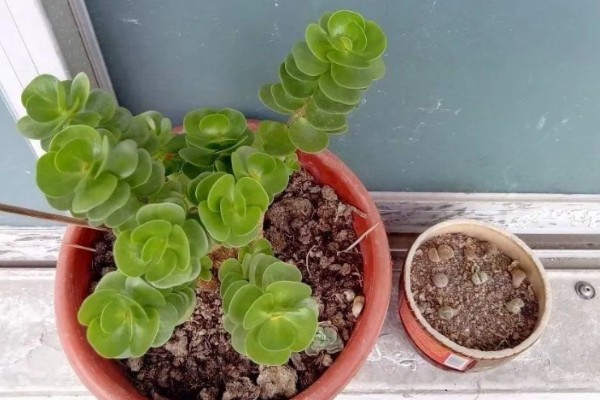 东单507D玉米品种的特性，高抗禾谷镰孢茎腐病