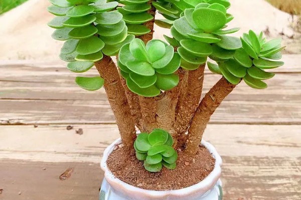 华试3号玉米种子特征特性，四川春播全生育期120天左右