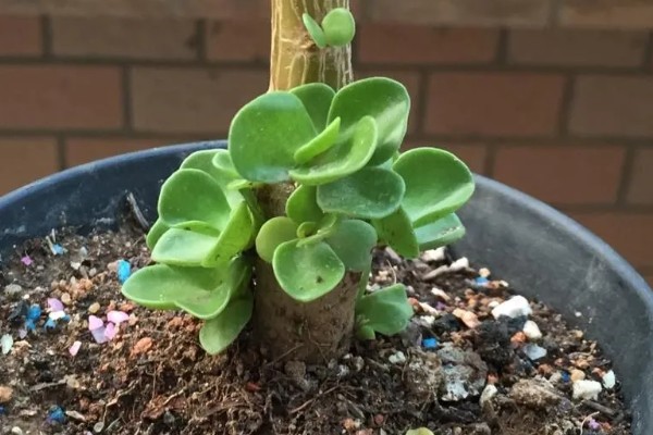 铁皮石斛的种植技术，春季和秋季均可种植