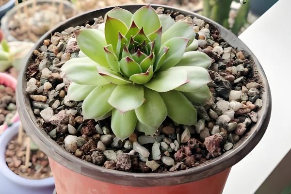 铁皮石斛的种植技术，春季和秋季均可种植