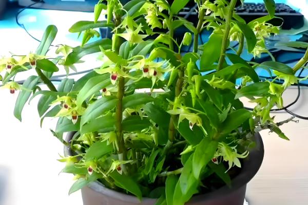 铁皮石斛的种植技术，春季和秋季均可种植