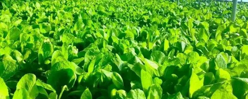 美加T2000GX玉米品种的特性，高抗禾谷镰孢茎腐病